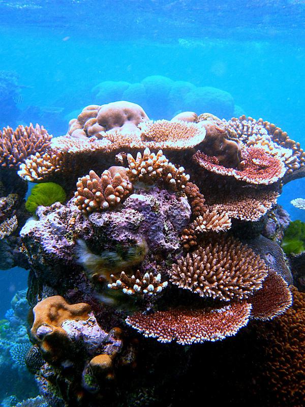 Massif de coraux multicolores et bancs de poissons sur la Grande Barrière de corail.