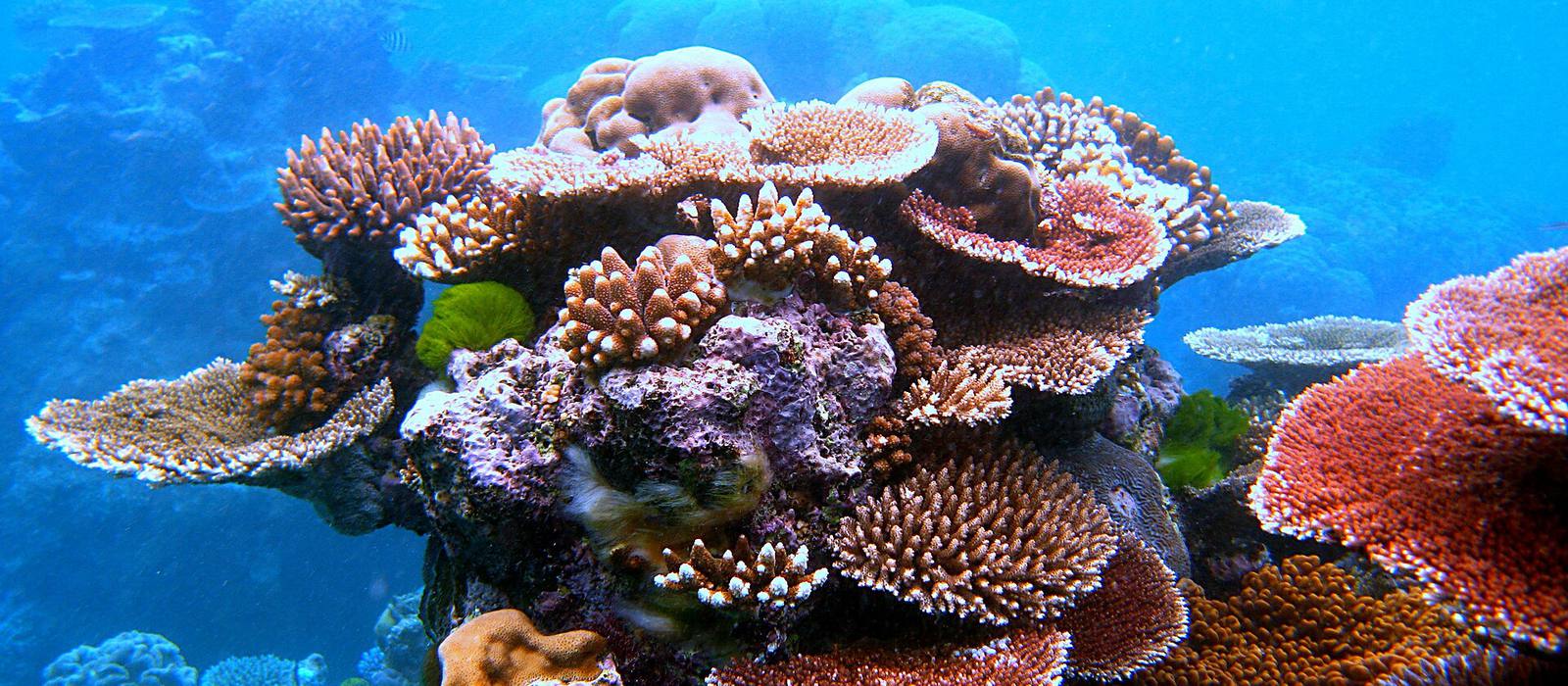 Massif de coraux multicolores et bancs de poissons sur la Grande Barrière de corail.